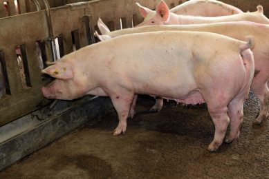 A finisher pig at a trough in a farm in Italy that is actively working on achieving a higher immunity status for its pigs. Photo: Henk Riswick