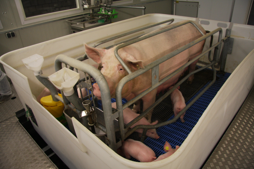 A sow with her litter in one of the Hy-Care pens.