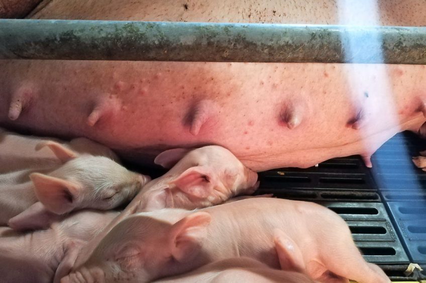 When the sows are transferred into the farrowing, an assessment should be made of their teat dimensions, large, medium and small. - Photo: Marcello Marchesi