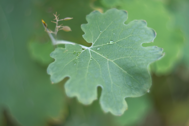 Herbal extracts from the plant Macleaya cordata are known for anti-inflammatory and antibacterial effects. Photo: Dreamstime