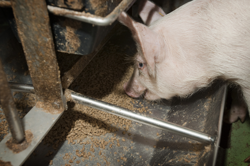 Pigs fed DDGS gain same weight as with basal diet