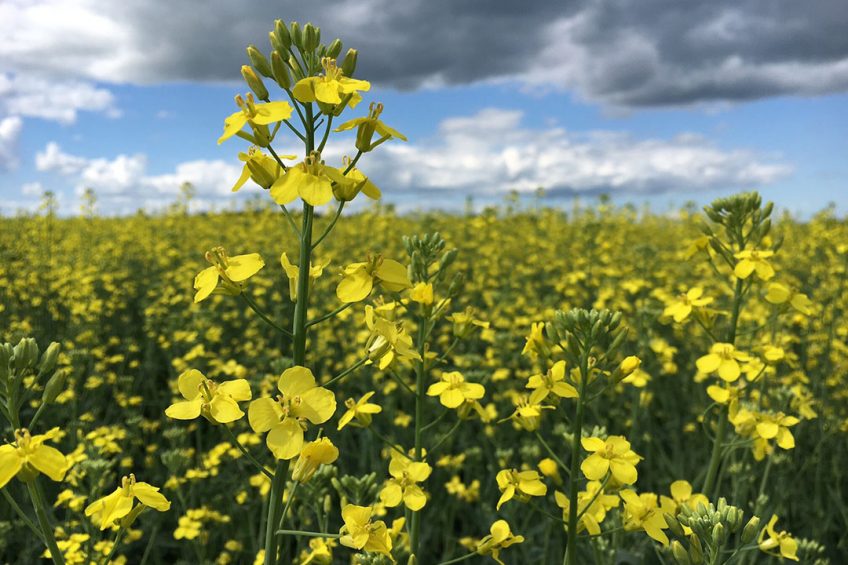 A field of canola. The crop is used pretty extensively in swine in regions where it is produced. - Photo: The Canola Council of Canada