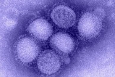 How does Swine Influenza A (H6N6) virus transmit? Photo: Centers for Disease Control