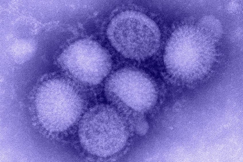 How does Swine Influenza A (H6N6) virus transmit? Photo: Centers for Disease Control