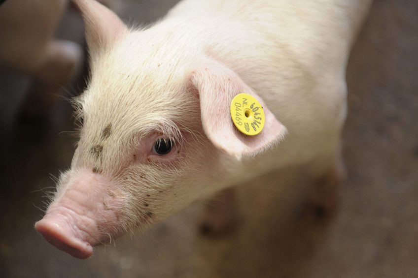 Most probably as from next year, all pigs will have to have a label, tag or mark for traceability purposes. - Photo: Marcel van Hoorn