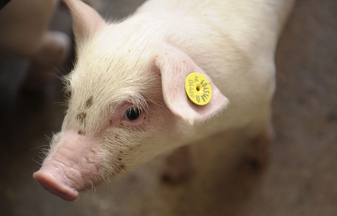 Russia: Mandatory labelling of pigs likely in 2022 - Pig Progress Russia: Mandatory labelling of pigs likely in 2022 - Pig Progress
