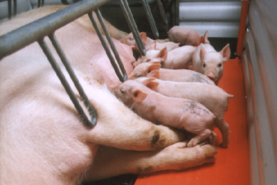 piglet heat farrowing pad