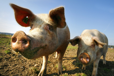Pig herd in Russia slowly recovering after ASF epidemic