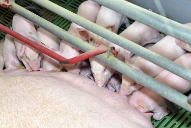 Sows can wean litter weights of over 115 kg at 28 days of age, Northern Irish research shows. Photo: AFBI