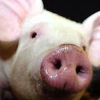 Xylanase: No effect in liquid diets for weaner pigs