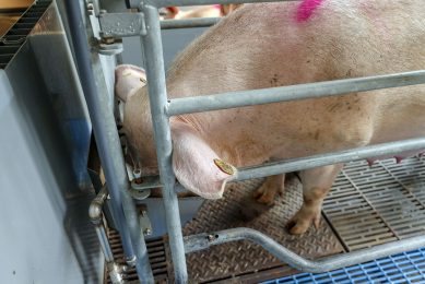 Sows receiving ferment in their diets have been performing better and use up to 90 kg of feed less per year. Photo: Bert Jansen