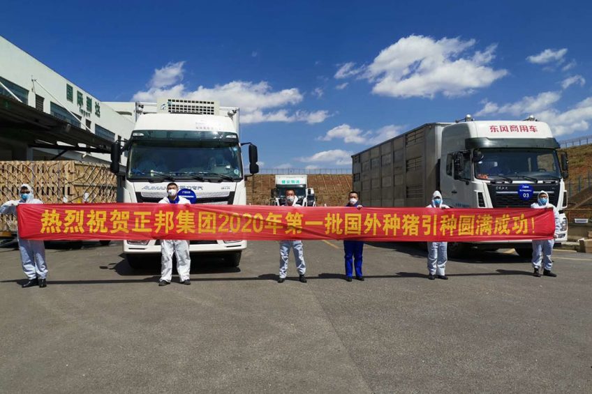 Happiness in China when a batch of Nucléus breeding pigs has arrived. - Photo: Nucléus