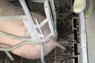 Constipation in sows leads to higher endotoxin adsorption in the last part of the hindgut. Photo: Biomin