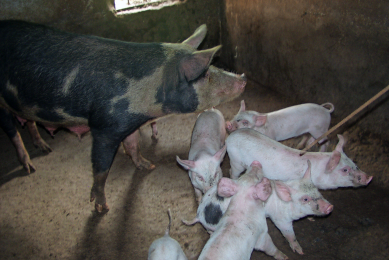 In his facility, Jonas Tchinda has various compartments of about 9 m2 for sows to breed her piglets.
