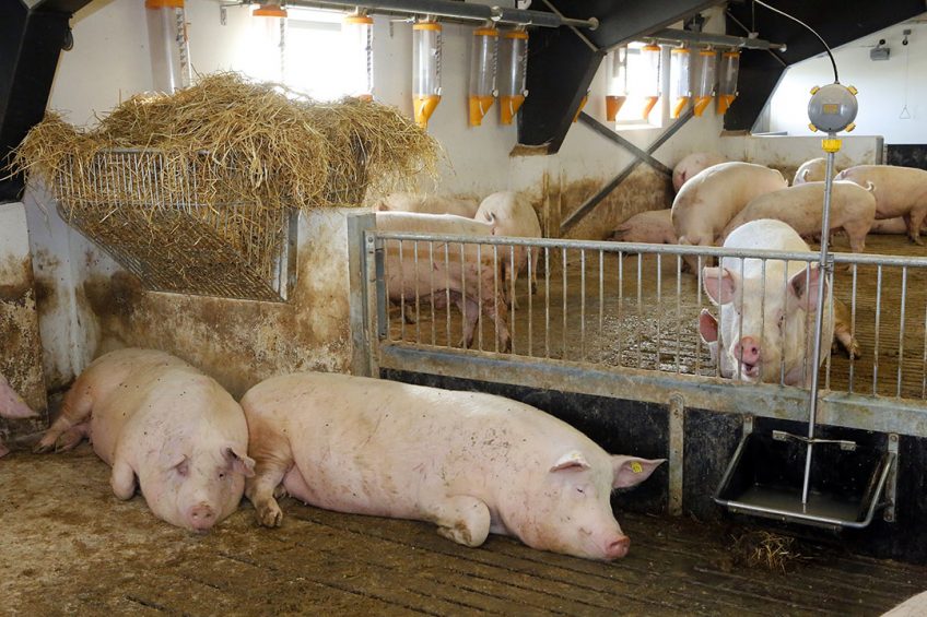 Sows may require a double or even a triple vaccination.