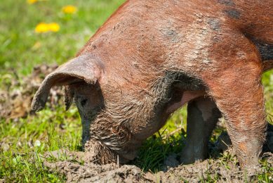 Pigs enjoy rooting in the mud. Photo: Shutterstock
