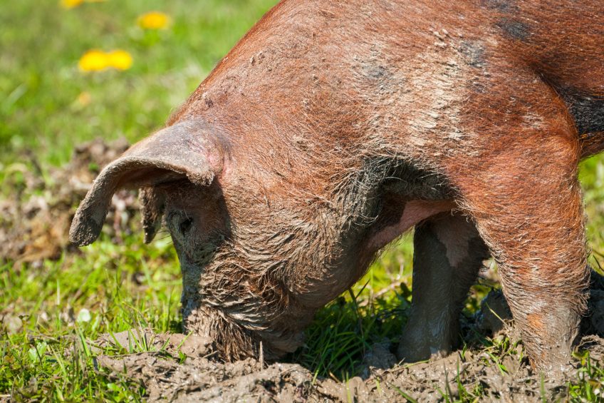 Pigs enjoy rooting in the mud. Photo: Shutterstock