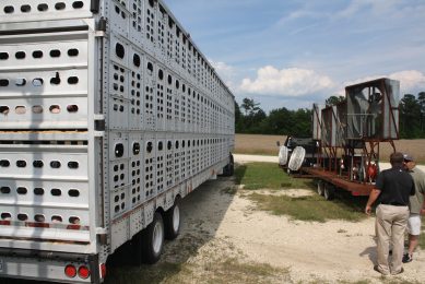 The truck with piglets on its way to Indiana.