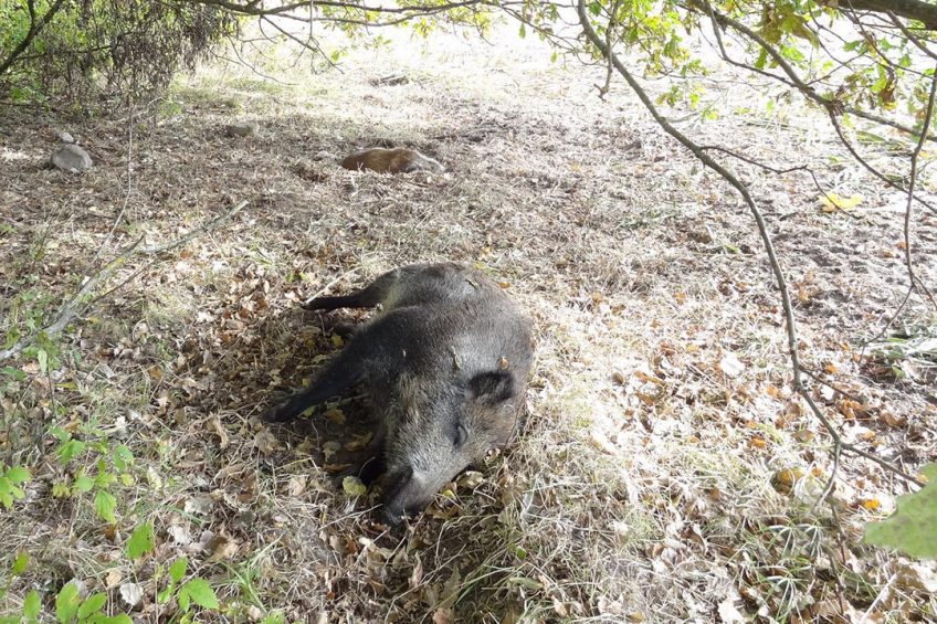 Dead wild boar in a Polish field   this one was photographed earlier. Photo: Iwona Markowska-Daniel