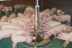 Phytase summit takes pig nutrition to new levels