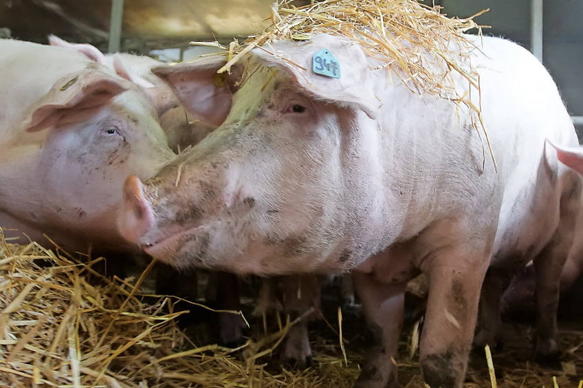 What type of enrichment is best for sows? Photo: Ronald Hissink