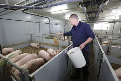 Experience at Futterkamp in Germany shows that so far, providing straw is the best method to reduce the risk of tail biting. Photo: Henk Riswick