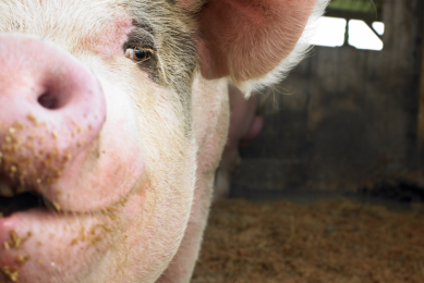 Blog: New medicated feed regulation proposals