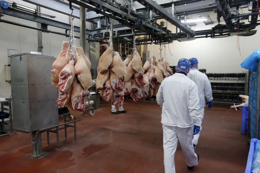 Rabobank believes the EU pork industry will see few opportunities for margin improvement in the coming years. [Photo: Bert Jansen]