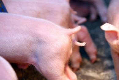 Piglet with an intact tail. Photo: Henk Riswick