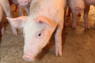 Selecting pigs to better meet Asian conditions