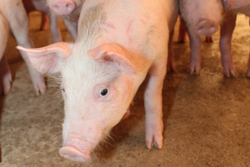 Selecting pigs to better meet Asian conditions