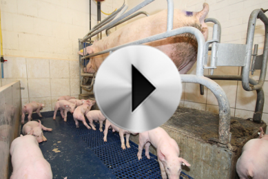 Video: Can balance floors prevent pre-weaning mortality?