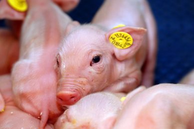 Close up of a neonatal piglet (not part of the trial described). Photo: Henk Riswick