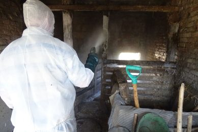 A veterinarian disinfecting a backyard pig house. Photo: Iwona Markowska-Daniel