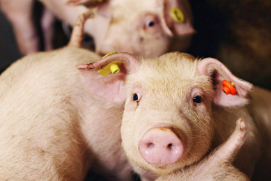 Healthy piglets at Trouw Nutrition's Swine Research Centre. <em>Photo Bart Nijs.</em>