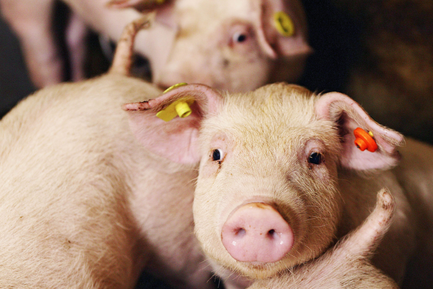 Healthy piglets at Trouw Nutrition's Swine Research Centre. <em>Photo Bart Nijs.</em>