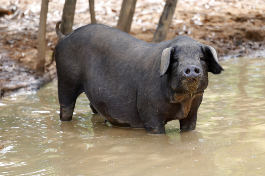 Humans preferred their pigs to be black. Photo: Shutterstock, Aumsama