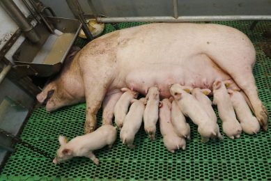 A sow and her piglets in a free farrowing pen. Photo: Henk Riswick