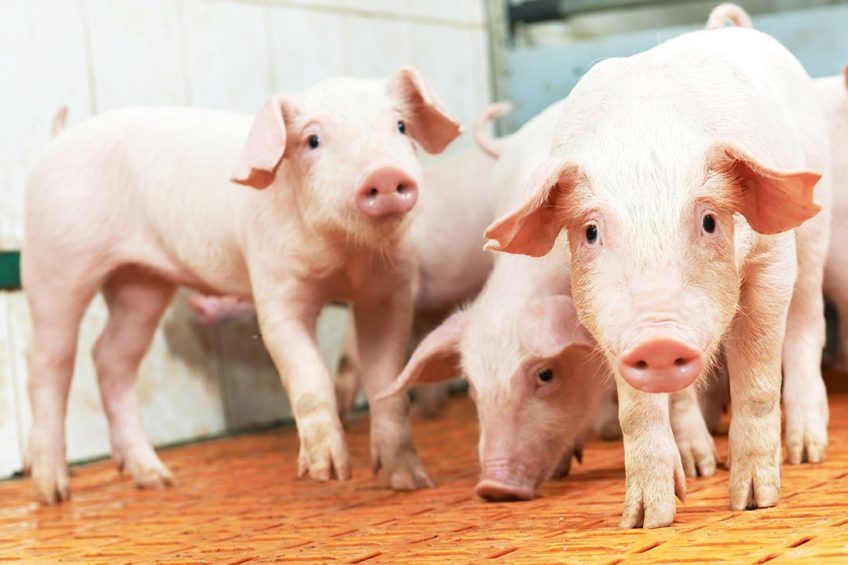 Research trials demonstrate that the addition of HMTBa-chelated copper to nursery diets promotes piglet growth. Photo: Shutterstock