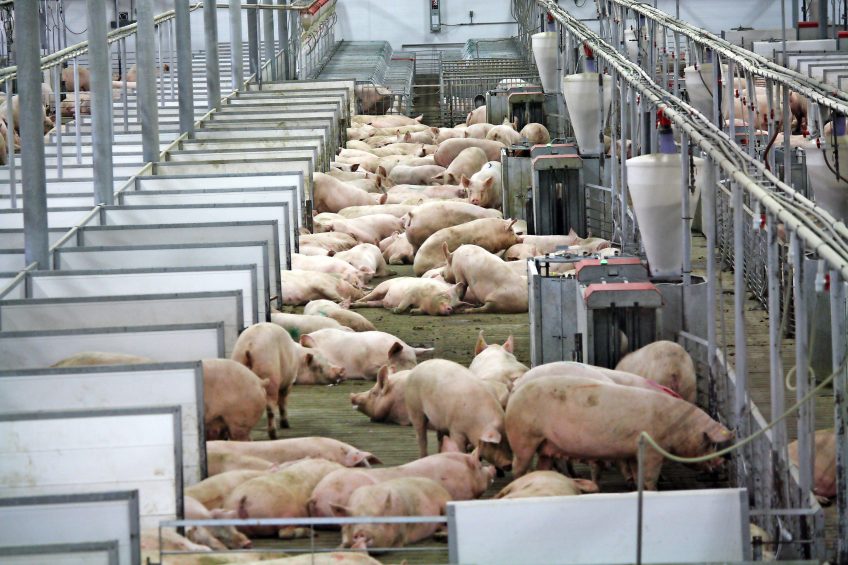 Decreasing sow stall use through stages. Photo: Vincent ter Beek