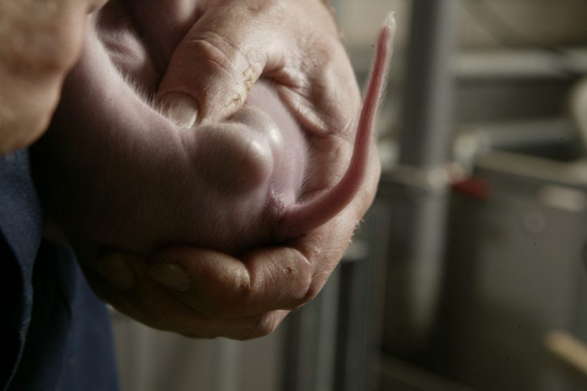 Preparations for a castration procedure. Photo: Mark Pasveer