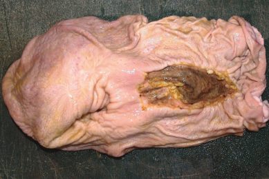 Gastric ulcers in pigs caused by 2 bugs. Photo: Danish Pig Research Centre