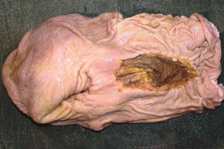 Gastric ulcers in pigs caused by 2 bugs. Photo: Danish Pig Research Centre