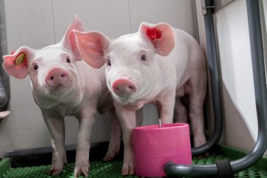 Increasing piglet litter weight by up 15kg. Photo: Cargill Animal Nutrition