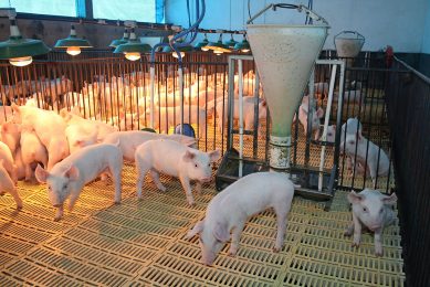 As in many countries, smaller farms in Brazil disappear and larger, professional farms, like this one in Paraná state take their place. Photo: Vincent ter Beek