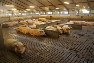 The gestating sows in Krannestrup Farm are kept in dynamic groups of 65.