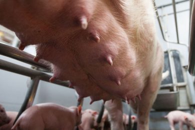 A set of healthy udders on a farm in the Netherlands. Photo: Ronald Hissink