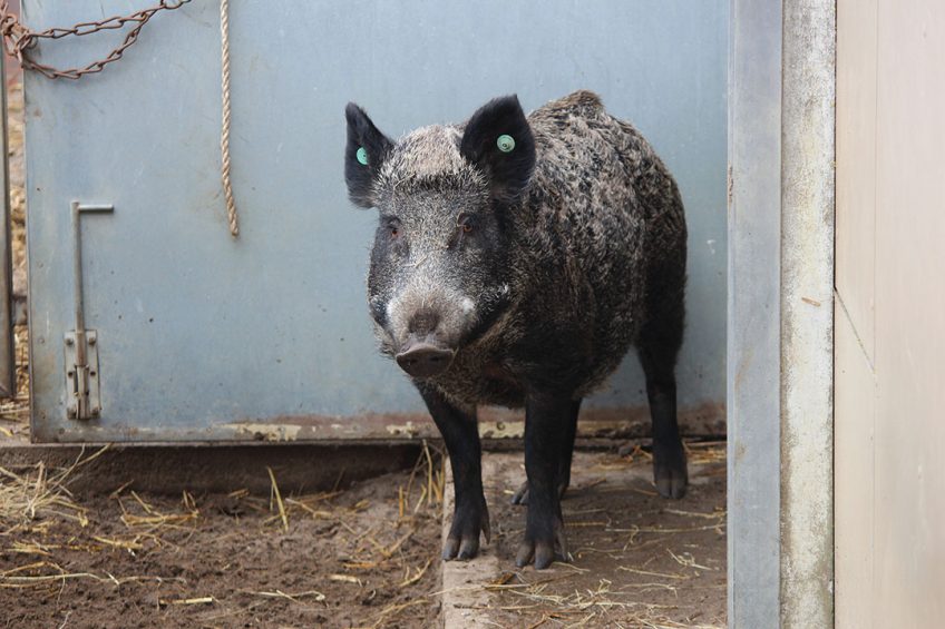 A German wild boar in captivity (not affected with ASF).