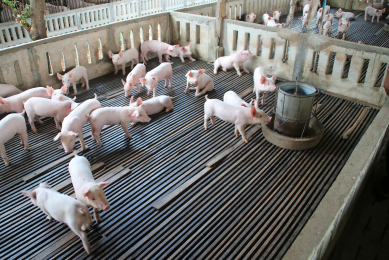 Pig farming in Cambodia