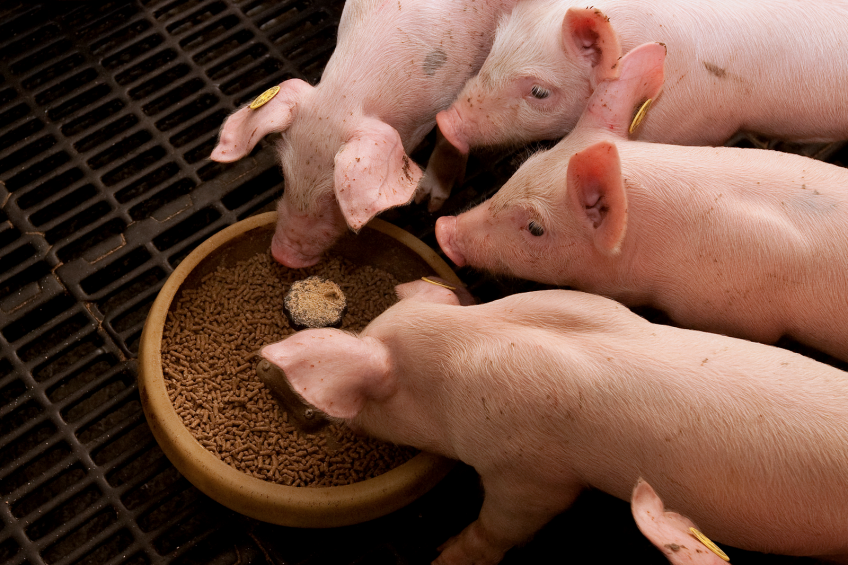 Thai feed mills updated on precision formulation for pigs